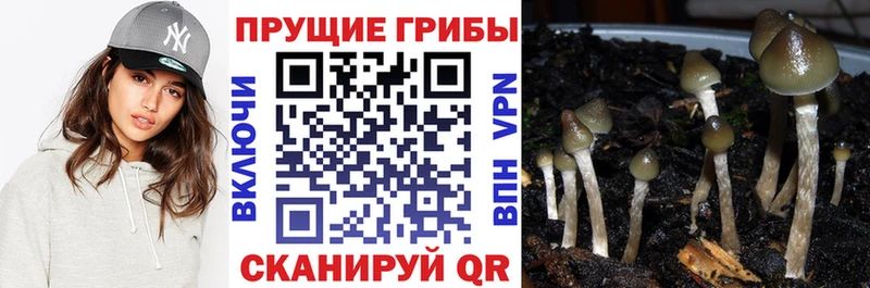 гидра как войти  Курчатов  Галлюциногенные грибы прущие грибы 
